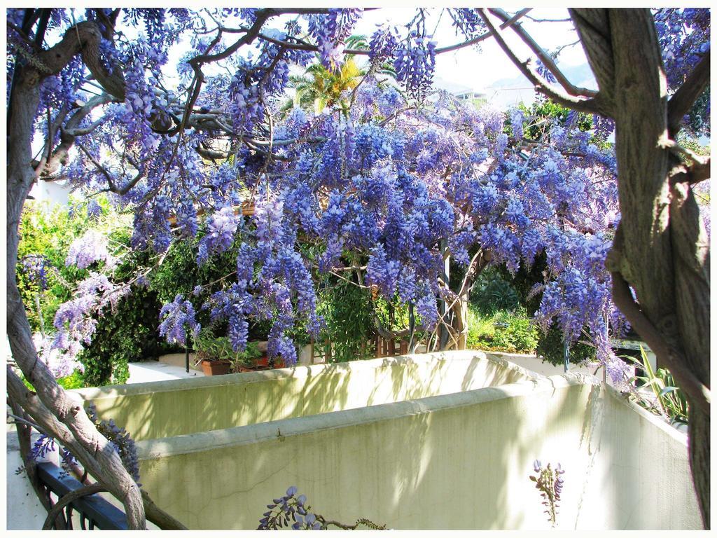 B&B La Salamandra Kitchengarden Forio di Ischia Esterno foto