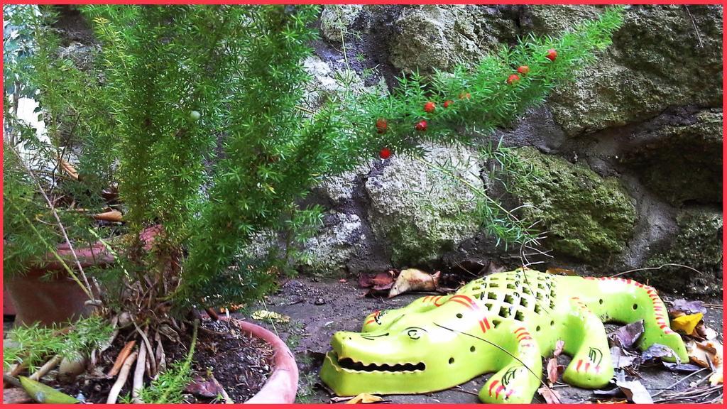 B&B La Salamandra Kitchengarden Forio di Ischia Esterno foto