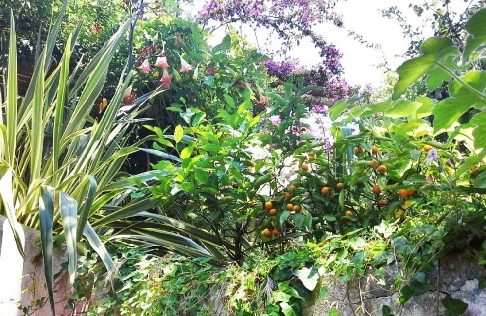 B&B La Salamandra Kitchengarden Forio di Ischia Esterno foto